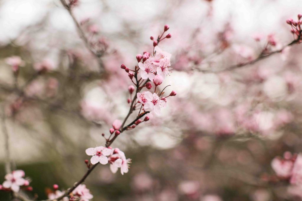 cherry blossom flowers
