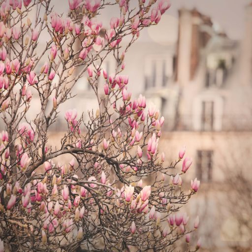 Magnolias blossoming in&nbsp;Paris
