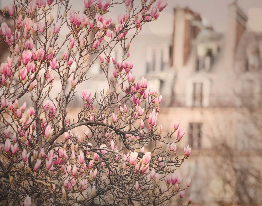 Magnolias blossoming in the Tuileries gardens, paris
