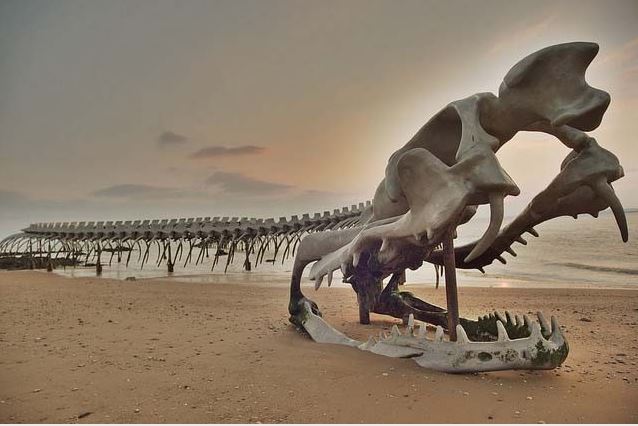 The mysterious Giant snake skeleton from street view
