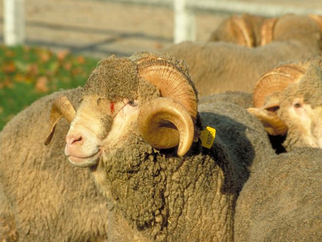 Rambouillet sheep