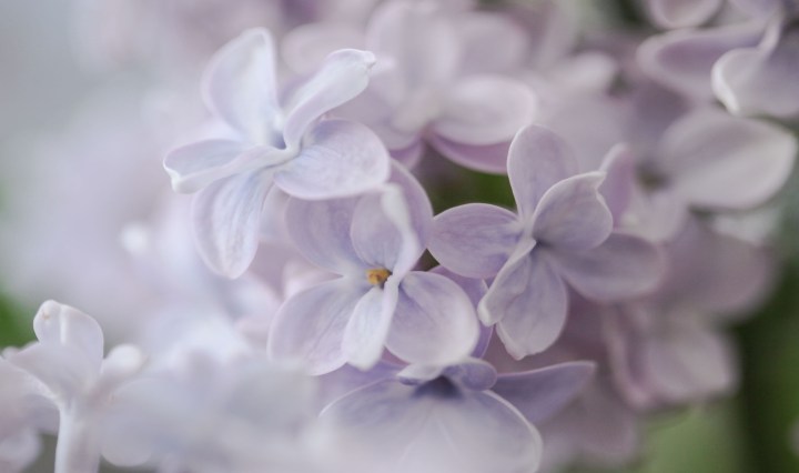 lilac