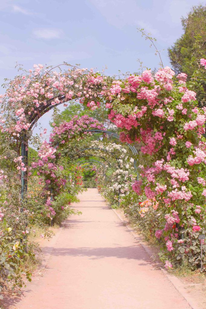 Rose garden of the Jardin des Plantes
