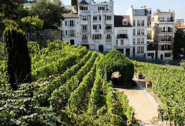 Montmartre harvest