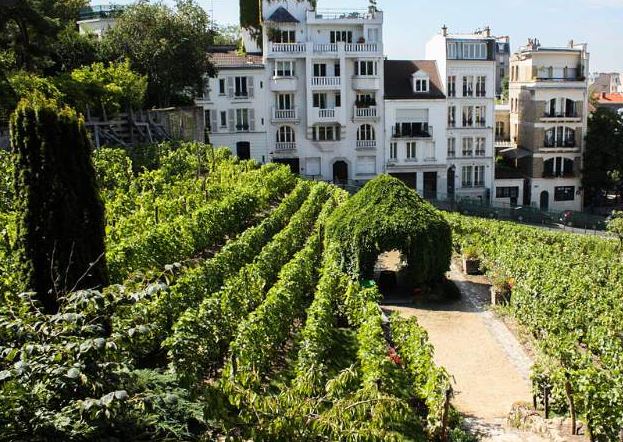 Montmartre harvest