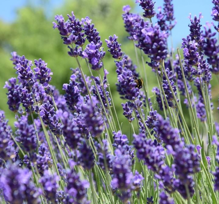 lavender