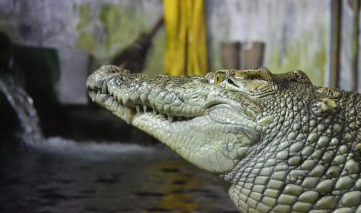crocodile of paris