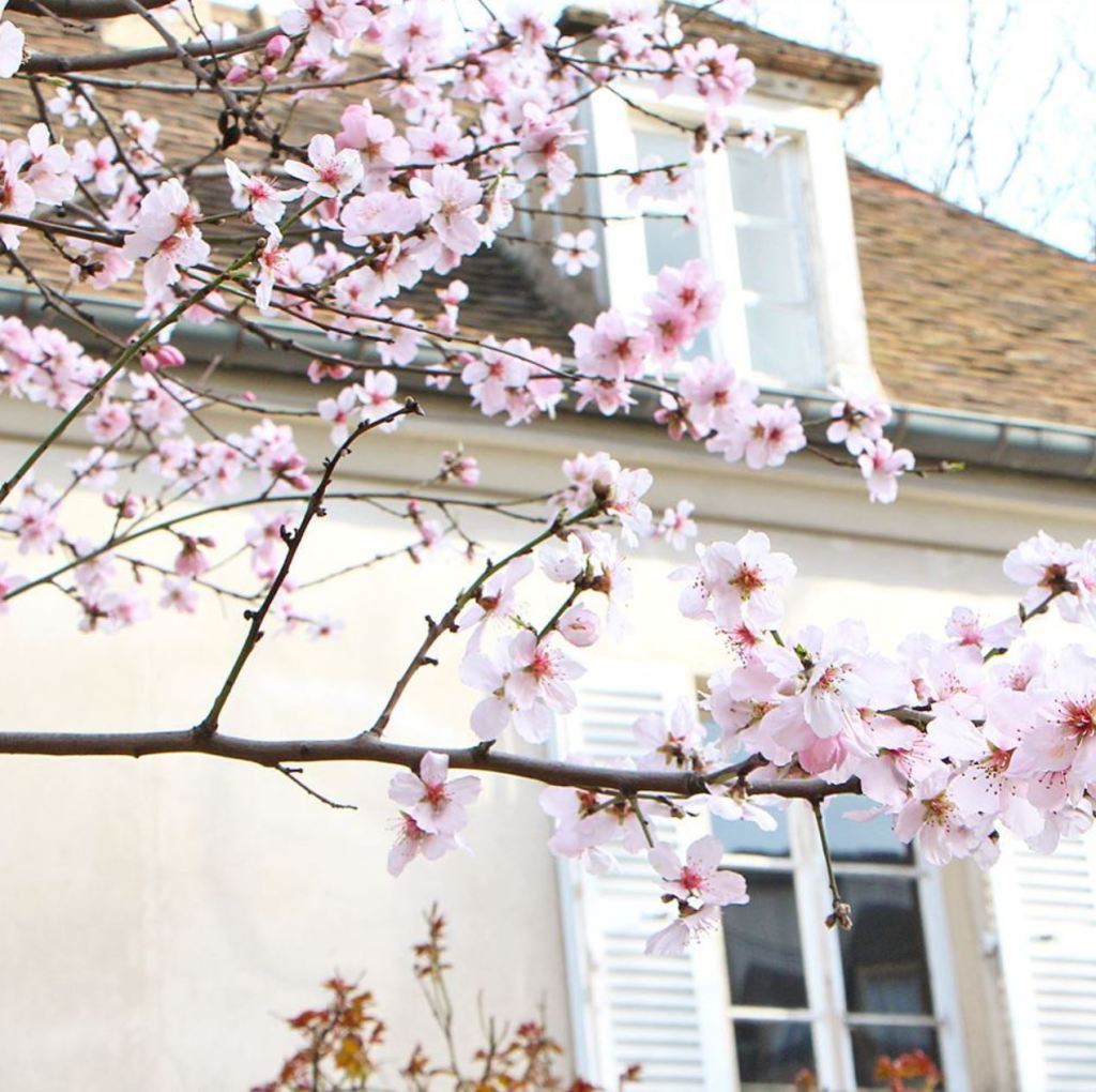 almond blossom tree in musée montmartre