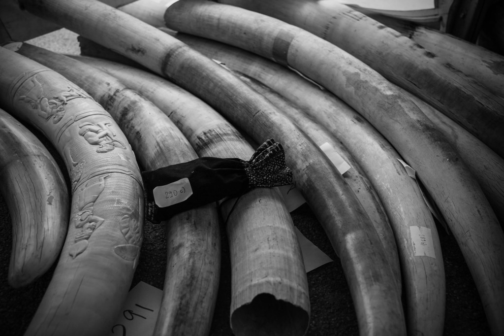 elephant tusk destruction