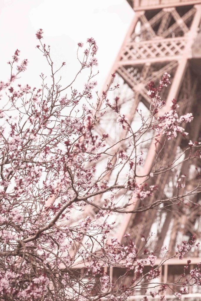 Top 10 Spots for Spring Blossoms in Paris