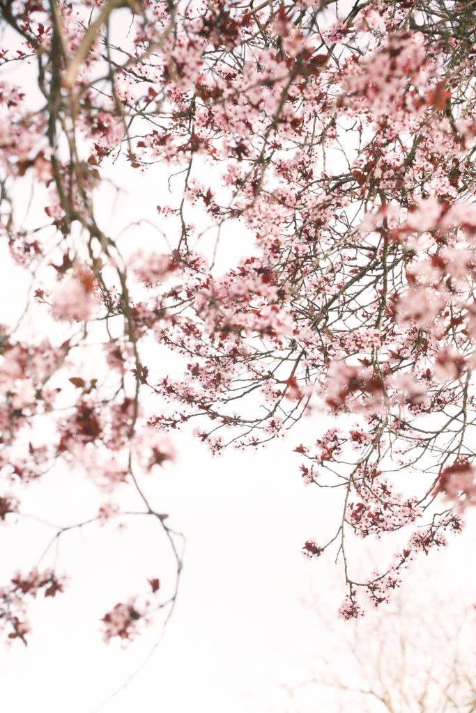 cherry blossoms of paris