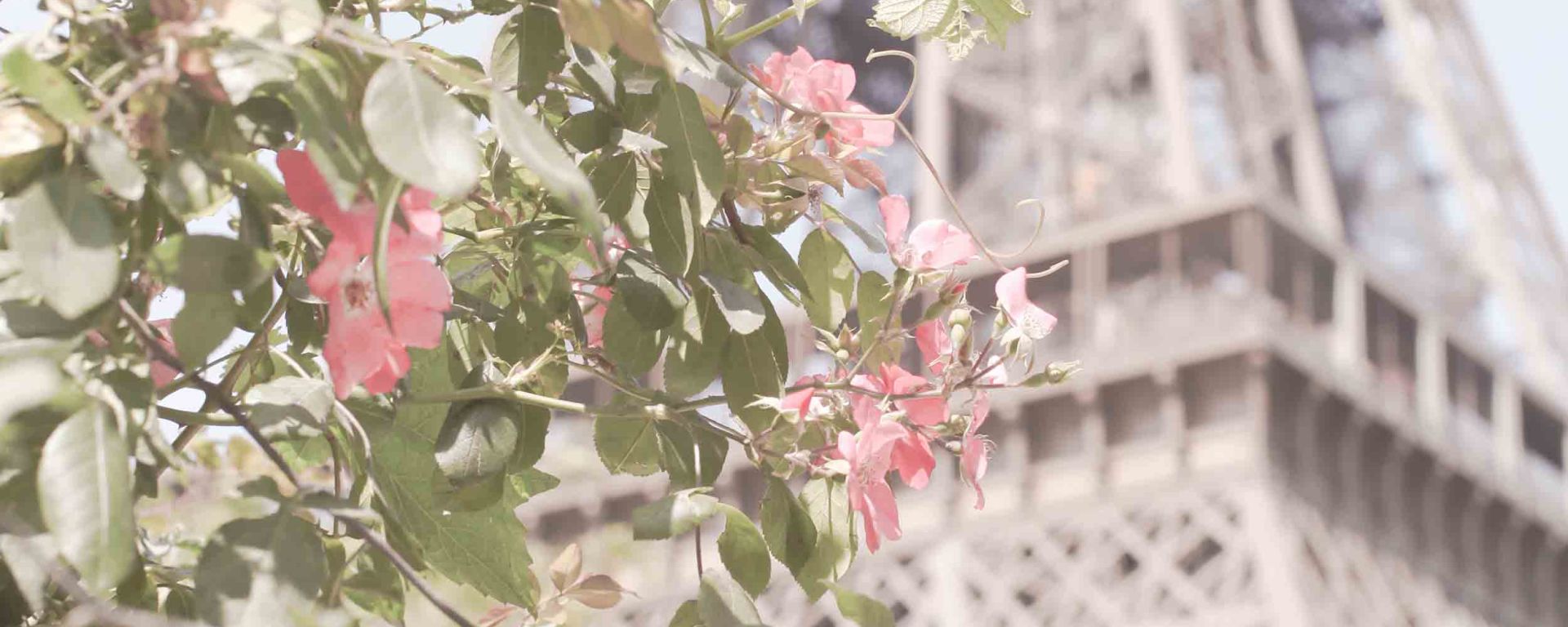 Top 10 Spots for Spring Blossoms in Paris